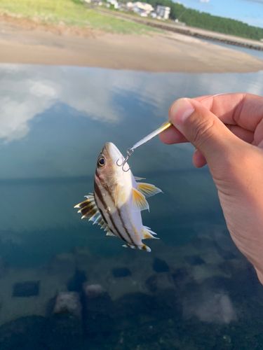コトヒキの釣果