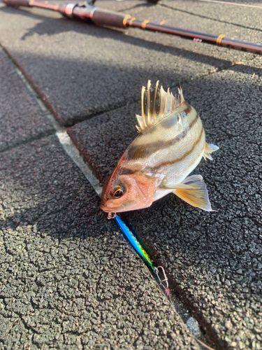 コトヒキの釣果