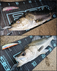 シーバスの釣果