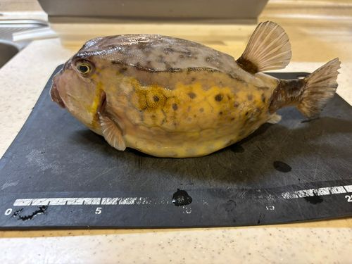 ハコフグの釣果