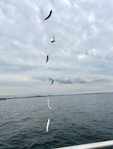 マイワシの釣果