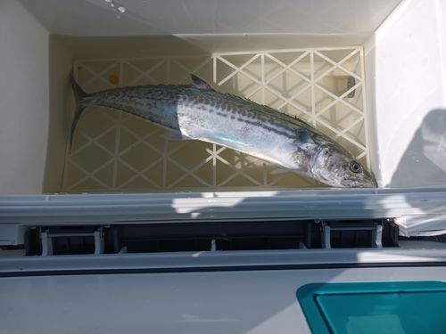 犀川河口（石川）