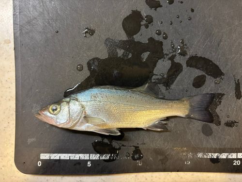 セイゴ（ヒラスズキ）の釣果