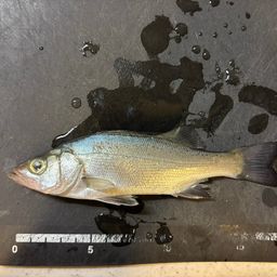 セイゴ(ヒラスズキ)