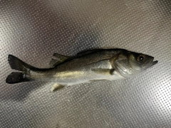 セイゴ（マルスズキ）の釣果