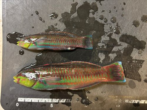 ニシキベラの釣果