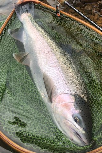 ニジマスの釣果