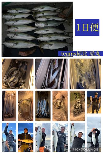 タチウオの釣果