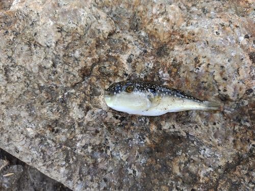 クサフグの釣果