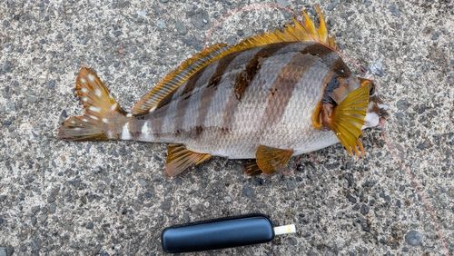 タカノハダイの釣果