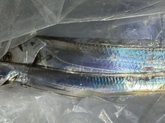 タチウオの釣果