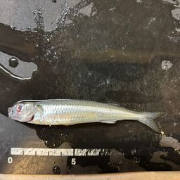 トウゴロウイワシ