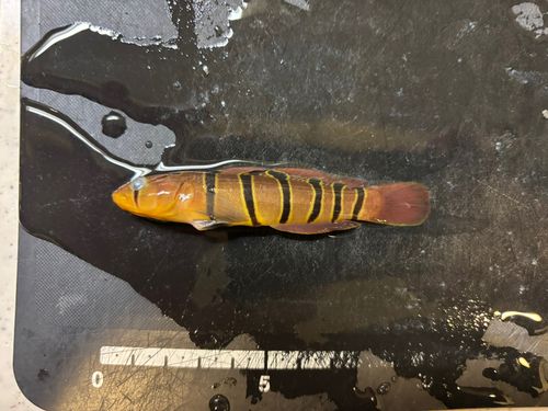 キヌバリの釣果