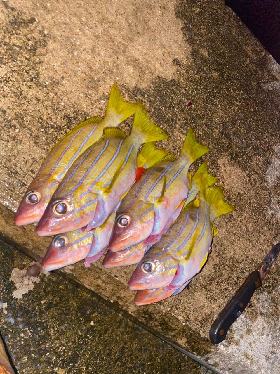 DAIWA 20穴釣り専科 M110の最安値・インプレ・釣果 | 本音の口コミが