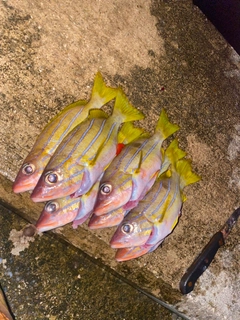 ビタローの釣果