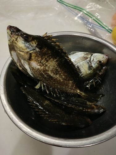 アイゴの釣果