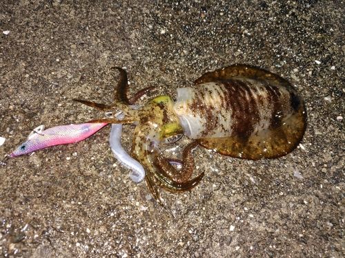 アオリイカの釣果