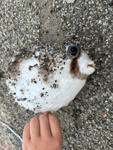 イシガキフグの釣果