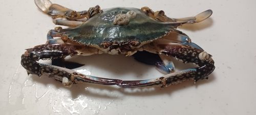 ワタリガニの釣果