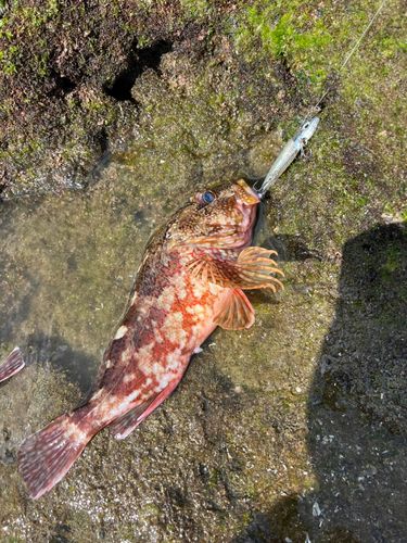 アラカブの釣果