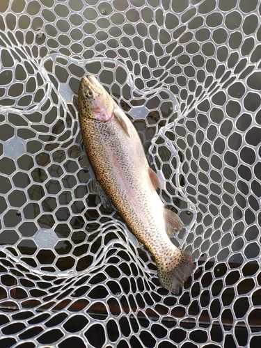 ニジマスの釣果