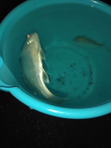 イシモチの釣果