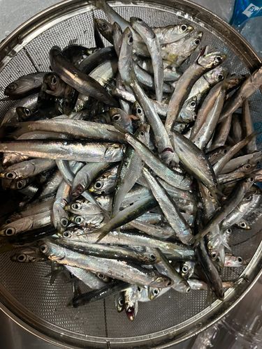 カタクチイワシの釣果
