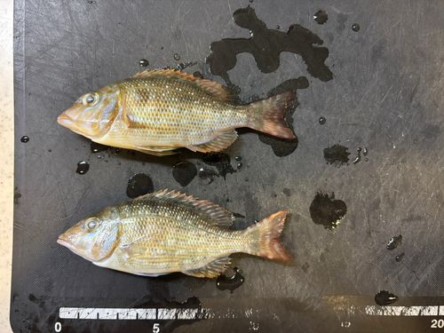 フエフキダイの釣果