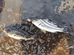 コトヒキの釣果