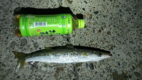 カマスの釣果