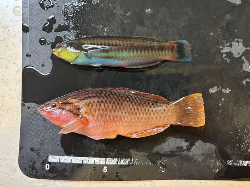 ニシキベラの釣果