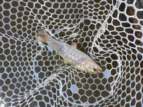 ニジマスの釣果