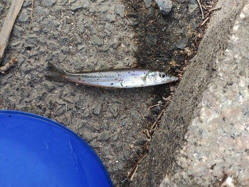 シロギスの釣果