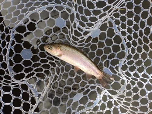 ニジマスの釣果