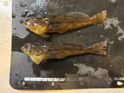 アナハゼの釣果