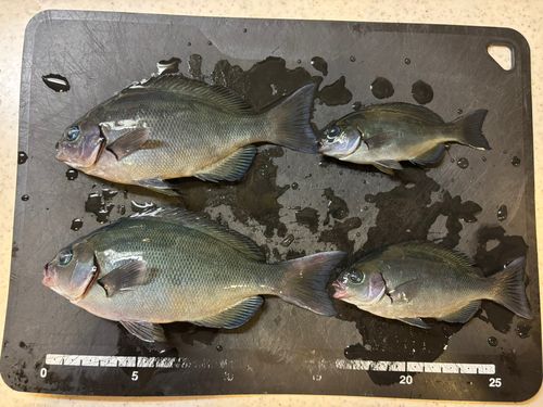 アナハゼの釣果