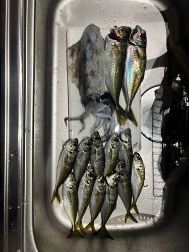 アジの釣果