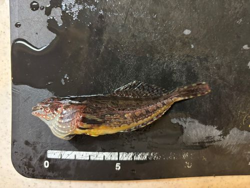 アサヒアナハゼの釣果