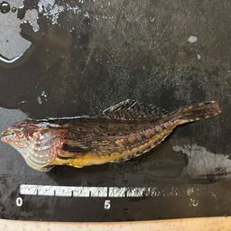 アサヒアナハゼ