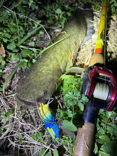 ナマズの釣果