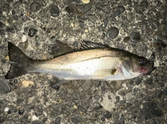 マルスズキの釣果