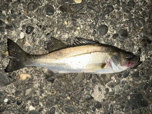 マルスズキの釣果