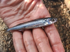 トウゴロウイワシの釣果