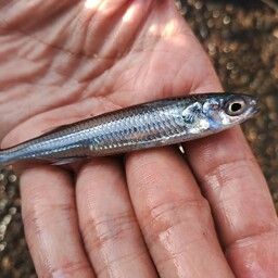 トウゴロウイワシ