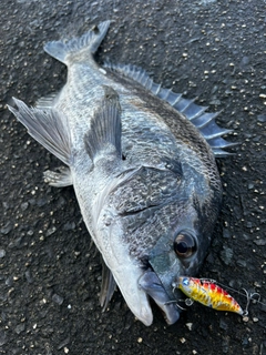 チヌの釣果