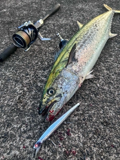 サワラの釣果