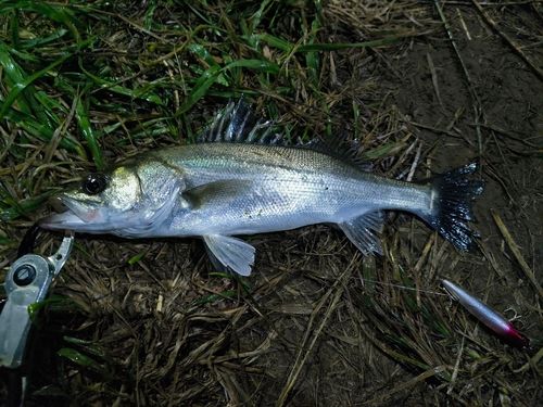 フッコ（マルスズキ）の釣果