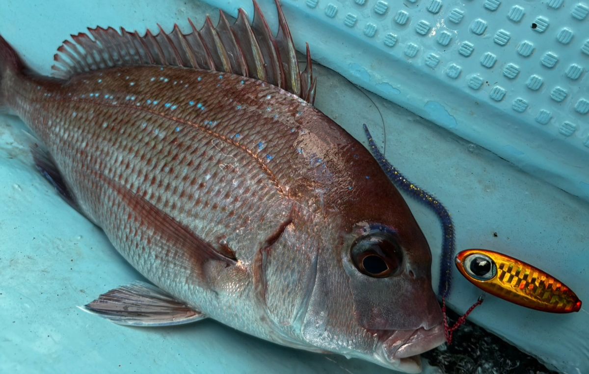 あんみ🎣さんの釣果 2枚目の画像