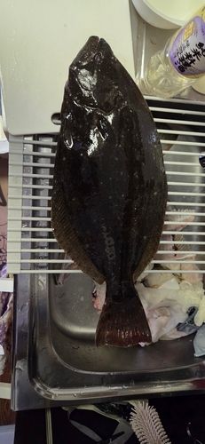 ヒラメの釣果