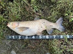 ソウギョの釣果